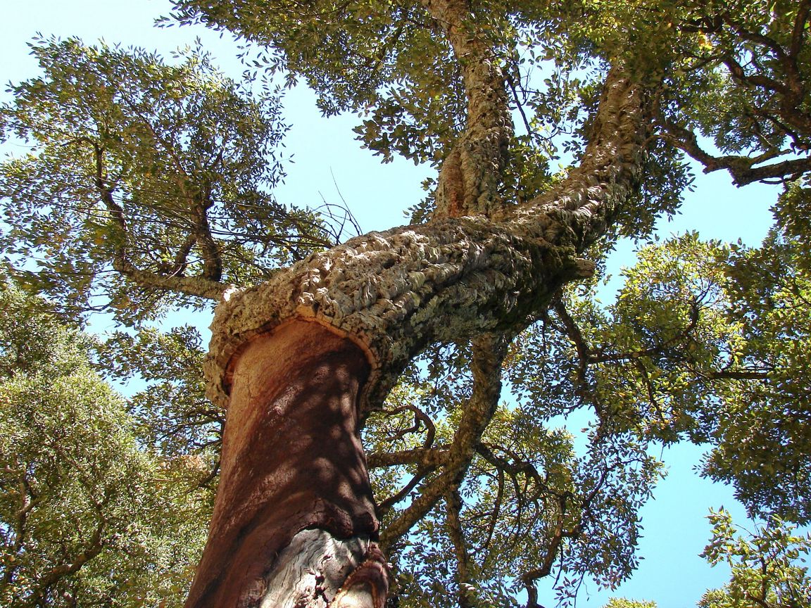 ALL